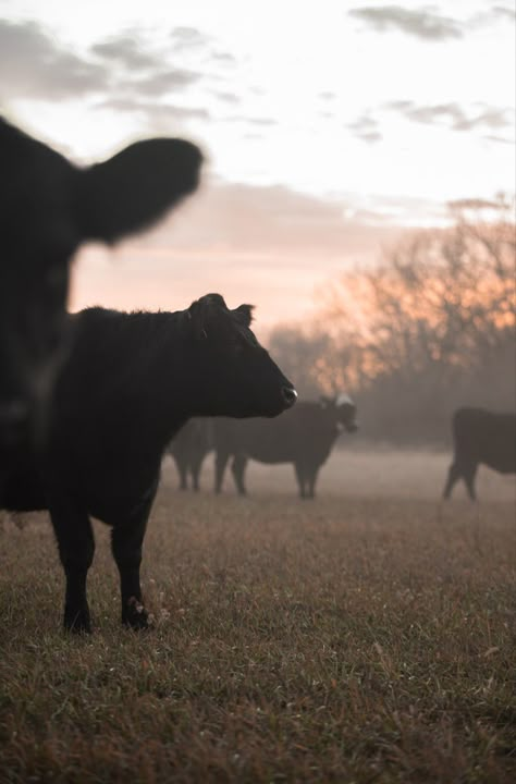 Farm Work Aesthetic, Farmstead Aesthetic, Farming Wallpaper, Cattle Wallpaper, Farming Aesthetic, Cattle Photography, Livestock Photography, Show Cows, Cow Photography