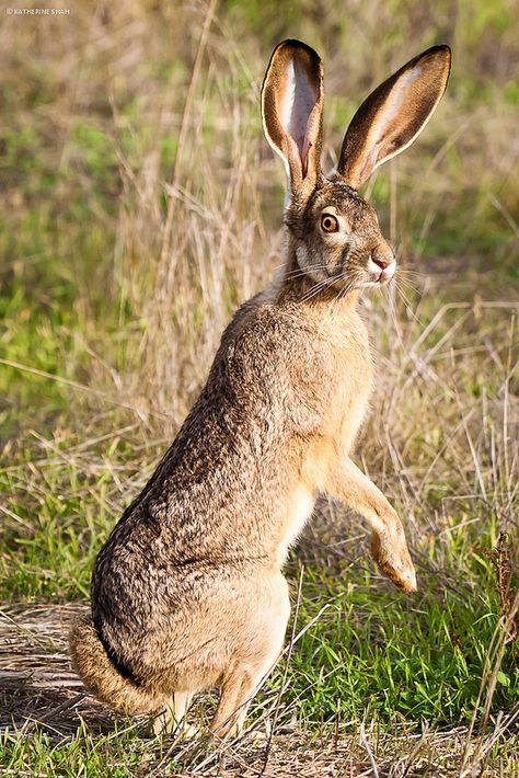 Antelope Jack Rabbit, Rabbit Anatomy, Hare Pictures, Wild Hare, Tattoo Nature, Companion Animals, Rabbit Photos, Arte Doodle, Dry Desert