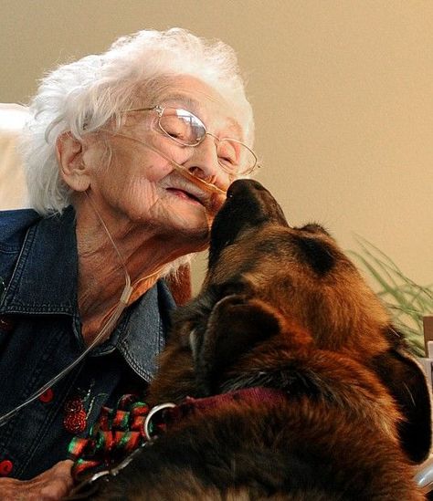 Therapy dog Top Dog Breeds, Therapy Animals, Golden Years, Therapy Dogs, Service Animal, Service Dogs, Emotional Support, Growing Old, Mans Best Friend