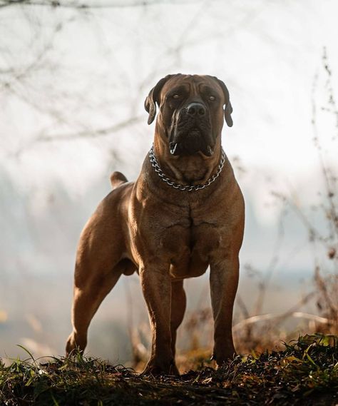 South African Boerboel, African Boerboel, Pet Anime, Pitbull Dog Breed, Guard Dog Breeds, Dog Valentine, Best Guard Dogs, Wallpaper Dog, Giant Dog Breeds