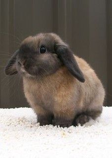 Just Pinned to Animals: Imágenes de Conejos / Rabbits & Bu… | Flickr Flop Eared Rabbit, Mini Lop Rabbit Colors, Brown Lop Bunny, Flop Eared Bunny, Brown Holland Lop, Fuzzy Lop Bunny, Cinnamon Rabbit, Mini Lop Bunny, Cute Brown Bunny