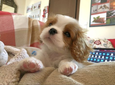 Regnul Animal, Cavalier King Charles Dog, Cavalier Puppy, King Charles Dog, King Charles Cavalier Spaniel Puppy, Cute Animals Puppies, Very Cute Dogs, Really Cute Dogs, Spaniel Puppies