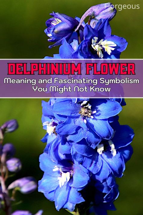 Delphinium Flower Delphinium Meaning, Delphinium Tattoo, Delphinium Flower, Meaning Of Blue, Delphinium Flowers, Buttercup Flower, Blue Delphinium, Flower Meanings, Hidden Message