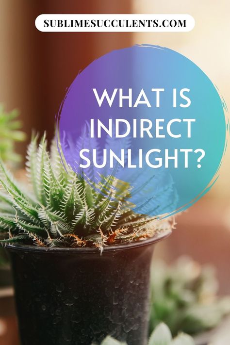 Wondering what is indirect sunlight? More than a few gardeners have been stumped when presented with the term ‘indirect sunlight’. You might have even run into a care guide describing your succulent’s ideal light levels as ‘bright, indirect light’. Check this pin for more details! #gardening #indirectsunlight #sunlight Outdoor Succulents, Grow Succulents, Indoor Succulents, Succulent Species, Porch Plants, Cactus Care, Zebra Plant, Indirect Sunlight, Low Light Plants