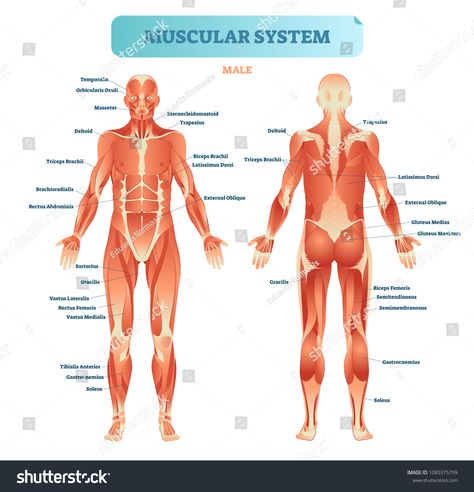 Male muscular system, full anatomical body diagram with muscle scheme, vector illustration educational poster. Fitness health care information.body#anatomical#muscle#diagram Muscular System Labeled, Female Muscular, Human Body Diagram, The Muscular System, Muscle Diagram, Muscle System, Body Diagram, Basic Anatomy And Physiology, Female Reproductive System