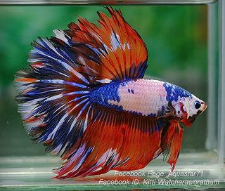 Aquastar Blue Betta Fish, Fish Types, Betta Fish Types, Cr7 Wallpapers, Betta Aquarium, Pretty Fish, Bawah Air, Betta Fish Tank, Freshwater Aquarium Fish