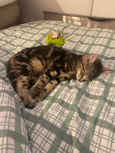 My tabby cat Celine cosy in bed - domestic short hair kitten Torbie Cat Short Hair, Brown Tabby Kitten, Short Hair Kitten, Domestic Shorthair Cat, Short Hair Brown, Brown Tabby Cat, Brown Kitten, Maned Wolf, Tabby Kitten