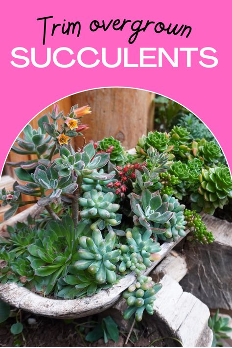 How To Split Succulents Plants, How To Trim Succulents Plants, How To Transplant Succulents, Succulent Trimming, Splitting Succulents, Pruning Succulents, Stretched Succulents, Overgrown Succulents, Transplant Succulents