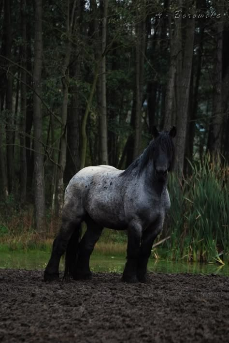 Belgian draft horse Mamrot, photo by Asia Borowska Brabant Horse, Belgian Draft Horses, Belgian Draft, Belgian Draft Horse, Big Horses, Draft Horse, Types Of Horses, Work Horses, Dream Horse