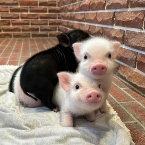 #pet pig #potbellied pig Tea Cup Pig, Potbelly Pigs, Pet Pig, Pig Pictures, Small Pigs, Varsity Sweatshirt, Mini Pigs, Pet Pigs, Cute Pig