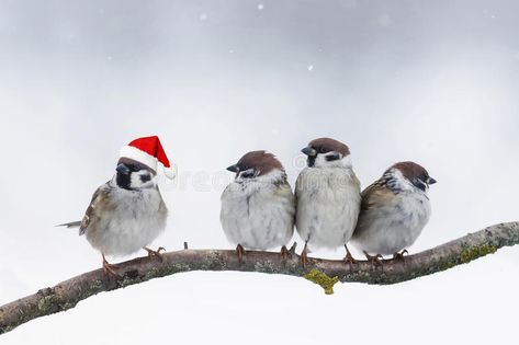 Birds sparrows sitting on a branch in winter Christmas hats. Funny birds sparrow , #Ad, #sitting, #branch, #Birds, #sparrows, #winter #ad Christmas Birds, Christmas Bird, Funny Birds, Snow Scenes, Bird Photo, Christmas Hat, Christmas Images, Red Hats, Canvas Home