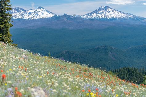 Horsepasture Mountain Oregon Wildflowers, Hikes In Oregon, Oregon Hikes, Backcountry Camping, Mountain Trail, Alpine Meadow, Cascade Mountains, Pacific Crest Trail, Columbia River Gorge