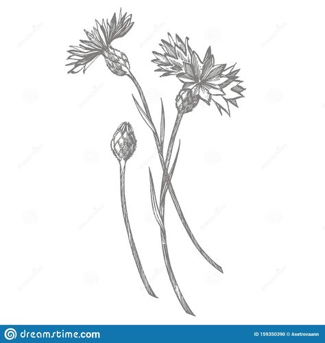 Blue Cornflower Herb Or Bachelor Button Flower Bouquet Isolated On White Background. Set Of Drawing Cornflowers, Floral Stock Vector - Illustration of bachelorsbutton, blooming: 159350390 Bachelor Button Flower, Bachelor Button Flowers, Bachelor Buttons, Stamp Carving, Blue Cornflower, Visual Library, Bouquet Flower, Flower White, Floral Illustration