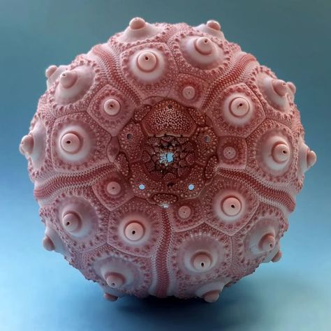 Anders Hallan on Instagram: "Because I haven't posted in a while, I thought I'd share this old photo of the rare and exquisite deep-sea urchin Phyllacanthus magnificus. Happy weekend, everyone! #seaurchin #urchin #macrophotography #marinelife #science #deepsea #shell #seashell" Sea Urchin Art, Sea Urchins Art, Urchin Art, Urchin Shell, African Pottery, Sea Urchin Shell, Underwater Art, Sea Urchins, Underwater Creatures