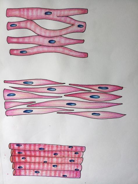 Cardiac smooth and skeletal muscle.... types of muscles Muscle Tissue Drawing, Anatomy Tissues Study, Muscle Types, Muscular Tissue Notes, Types Of Tissue Anatomy, Study Doodles, Skeletal Muscle Tissue, Smooth Muscle Tissue, Cardiac Muscle