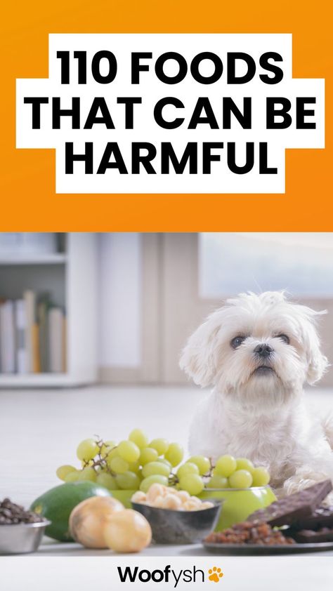 Not all human foods are safe for dogs. Discover a comprehensive list of foods to avoid for your canine's well-being. Toxic Foods For Dogs, Food For Dogs, List Of Foods, Toxic Foods, Human Food, Foods To Avoid, Food Lists, Dog Treats, Well Being