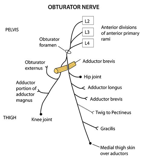 Instant Anatomy - Lower Limb - Nerves - Obturator Nerves Of Lower Limb, Obturator Nerve, Median Nerve Anatomy, Nerve Supply Of Lower Limb, Nerve Supply Of Upper Limb, Maxillary Nerve Branches, Anatomy Of The Body, Med School Study, Pt School