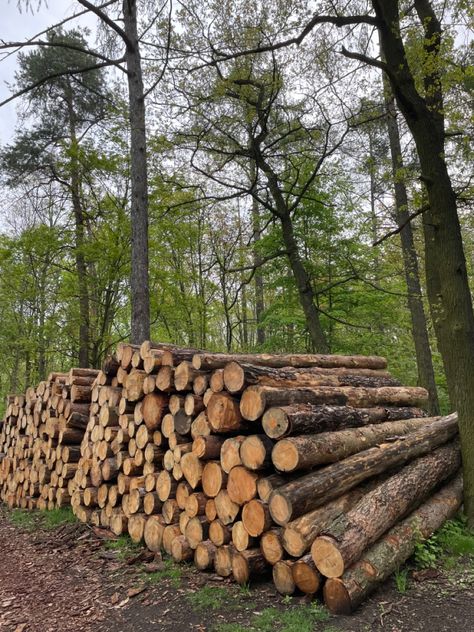 Pallet Booth, Wood Piles, Green Pallet, Pile Of Logs, Archers Voice, Wood Splitting, Wood Pile, Firewood Storage, Park Ranger