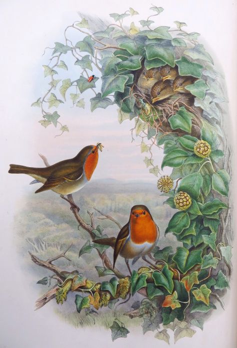 John Gould’s Birds of Great Britain, published between 1861 and 1873. Robin Illustration Bird, Zoological Illustration, Antique Bird Illustration, Poem Book, John Gould, Vintage Bird Illustration, Decoupage Papers, Robin Redbreast, Bird Tattoos