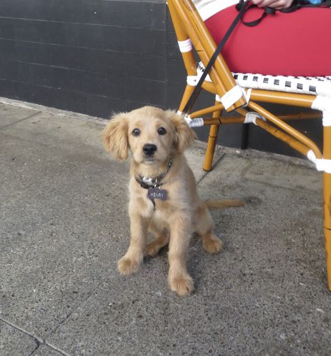 Cocker Retriever, Comfort Retriever, Golden Retriever Cocker Spaniel, Golden Cocker Retriever, Miniature Golden Retriever, Mini Golden Retriever, Golden Cocker, Golden Cocker Spaniel, Cocker Spaniel Mix