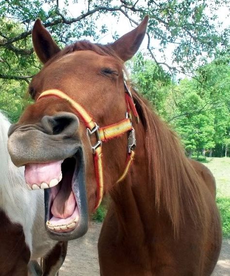 Laughing horse Horse Showing Teeth, Horse Laughing, Smiling Horse, Horse Smiling, Laughing Horse, Horses Funny, Horse Meme, Horse Funny, Laughing Animals