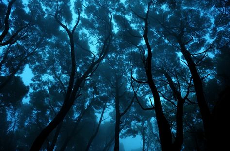 Ari Bixhorn took this gorgeous photo of trees at Sintra Mountains, Portugal. The colors make it almost seem as if he's taking this shot from the bottom of an ocean floor. He calls it Looking Up. Trees In The Forest, Wow Photo, Blue Forest, Feeling Blue, Enchanted Forest, In The Forest, Blue Aesthetic, Looking Up, The Forest