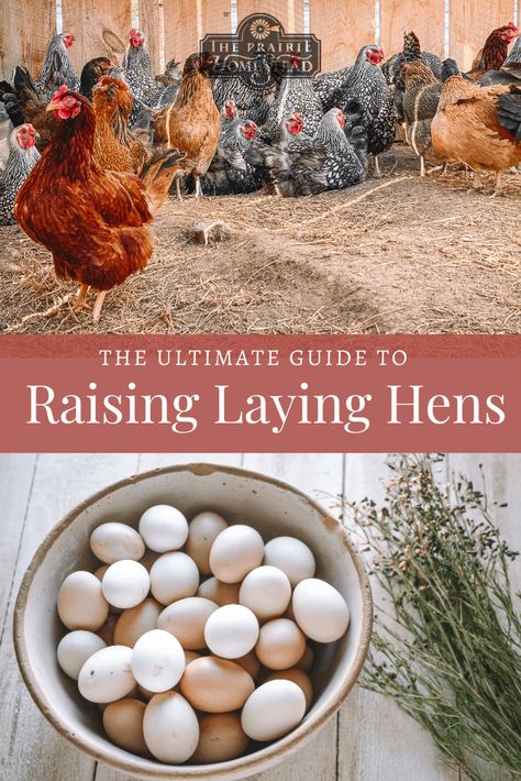 Beginner's Guide to Raising Laying Hens • The Prairie Homestead Homestead Beginner, Laying Hens Breeds, Hen Breeds, Best Laying Hens, Sussex Chicken, Raising Meat Chickens, Plymouth Rock Chicken, The Prairie Homestead, Heritage Chickens