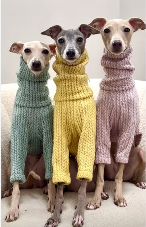 Greyhound In Sweater, Italian Greyhound Aesthetic, Greyhound Dog Sweater, Italian Grey Hound, Dogs In Sweaters, Cavoodle Dog, Funny Pictures Of Animals, Italian Greyhound Puppies, Whippet Puppies