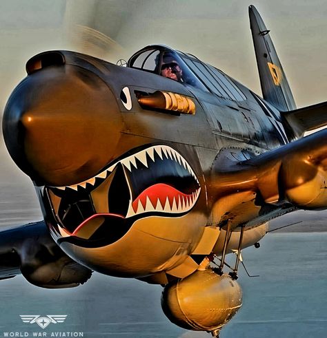 Hungry P-40 Warhawk - World War Aviation P 40 Warhawk, Ww2 Fighter Planes, Wwii Fighter Planes, Wwii Airplane, Old Planes, Wwii Fighters, Airplane Fighter, Wwii Plane, Airplane Art