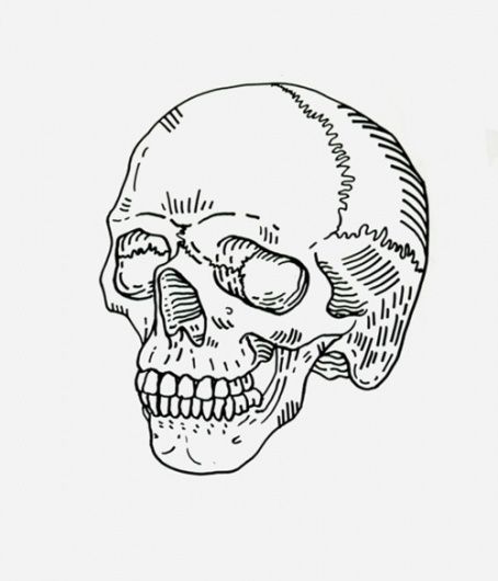 Anatomy Images, Skull Sketch, Tumblr Drawings, Skull Illustration, Desenho Tattoo, Human Skull, A Skull, Skull And Bones, Blackjack