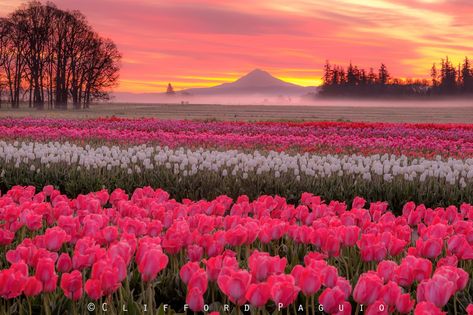 Tulip Festival, Wooden Shoe, Tulips, Laptop, Festival, Sun, Pink