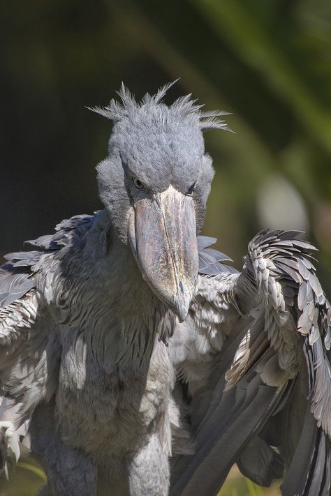 Shoebill. The most creepy bird in the world. Shoe Bill, Shoebill Bird, Balaeniceps Rex, Scary Birds, Funny Bird Pictures, Shoebill Stork, Dinosaur Facts, Awake At Night, Animals Tattoo