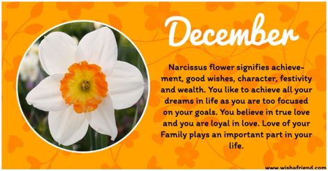 December Flowers, Zodiac Flowers, Flower Narcissus, Birth Reveal, Flower Images Wallpapers, December Flower, December Images, December Birth Flower, December Baby