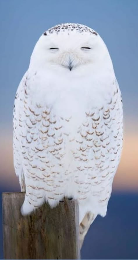 Owl Laughing, Arctic Owl, Snow Owls, White Owls, Funny Bird Pictures, Snowy Owls, Beautiful Owls, Owl Photography, Snow Owl