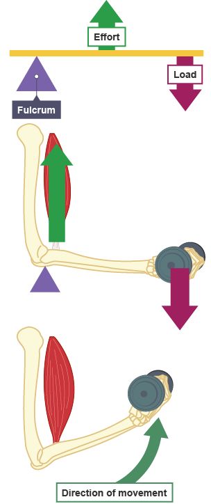 Learn about and revise movement analysis with this BBC Bitesize GCSE PE (WJEC) study guide. Pe Gcse Revision Notes, Gcse Pe Revision, Gcse Pe, Igcse Physics, Gcse Revision, Pe Ideas, Sports Science, Effective Study Tips, Revision Notes