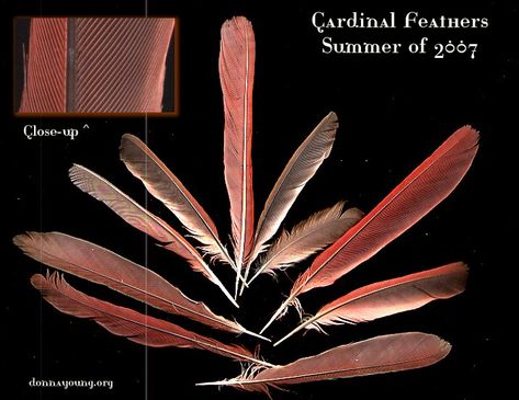 Tattoos Cardinal, Cardinal Feather, Feather Meaning, Female Cardinal, Feather Tattoos, Nature Collection, Nature Study, Gold Work, Embroidery Inspiration