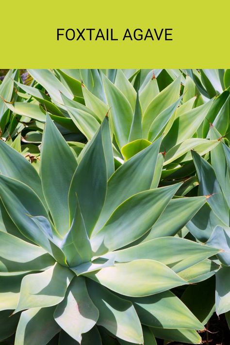 The Foxtail agave (Agave attenuata) is a stunning and drought-tolerant plant perfect for Australian landscapes. This unique plant adds a touch of elegance and requires low maintenance, making it an excellent choice for local gardens. Native to Mexico, it's adaptable to various conditions and can flourish in the heat of the Australian sun, showcasing beautiful, soft green leaves that spiral gracefully. Interested in making your garden more alluring? Read the full article for tips on growing and caring for this splendid plant. Foxtail Agave, Australian Gardens, Agave Attenuata, Ultimate Backyard, Native Gardens, Australian Native Garden, Plant Varieties, Small Shrubs, Australian Garden