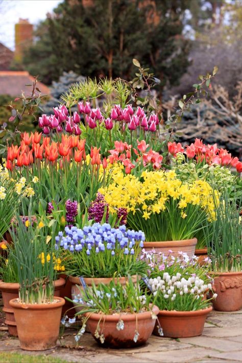 Various flower bulbs displayed in pots Daffodils Garden, Tulips Garden Design, Hyacinths Garden, Spring Planter, Planting Tulips, Small Balcony Garden, Garden Inspo, Daffodil Bulbs, Cottage Garden Design