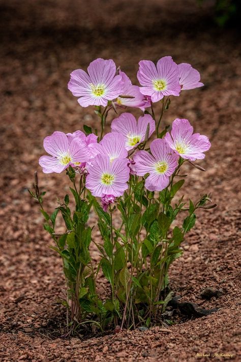 When, Where and How to Grow Mexican Evening Primrose | Dengarden Evening Primrose Flower, Primrose Plant, Wallpaper Flower, Moon Garden, Cold Frame, Wildflower Garden, Pink Lady, Evening Primrose, Plant Species