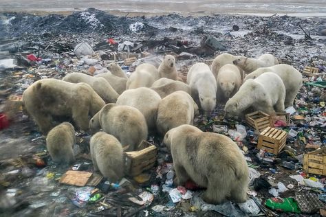 World News Day: Images of a planet in crisis, Photos News & Top Stories - The Straits Times Arctic Ice, Sea Ice, Polar Bears, Archipelago, The Guardian, Ecology, Pollution, Polar Bear, Seals