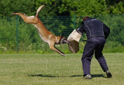 How Aggressive Are Belgian Malinois? Breed Facts & FAQ – Dogster Dog Attacking, Protection Dog Training, Personal Protection Dog, Belgian Malinois Dog, Dog Sports, Malinois Dog, Dog Attack, Aggressive Dog, Belgian Malinois