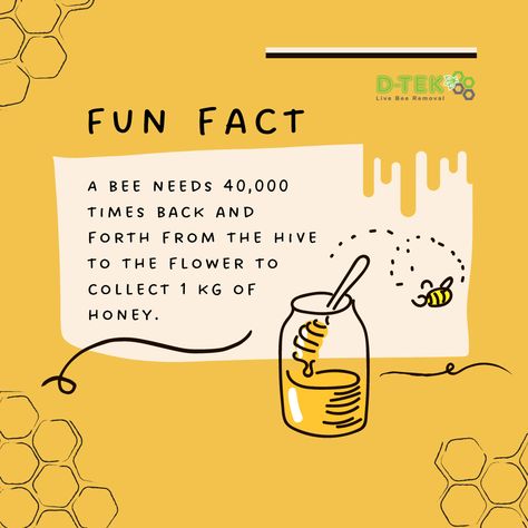 Bees Facts, Minibeast Display, Fun Facts About Bees, Bee Identification, Honey Business, Honey Bee Facts, Honey Bees Keeping, Honey Store, Bee Removal