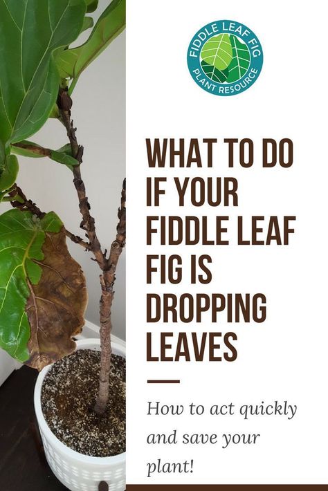 Fig Leaf Tree, Fiddle Fig Tree, Fiddle Leaf Fig Care, Fiddle Tree, Indoor Landscaping, Leaves Meaning, Fiddle Leaf Tree, Fig Plant, Fiddle Fig