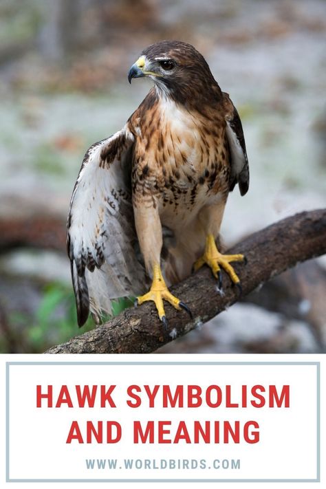 Hawk symbolism is different to different people because it depends upon the situation of the individual and also the context in which the hawk appears in that individual’s life. Perhaps you have come to this site after seeing a hawk or have been dreaming about it. Perhaps you are inquisitive about the hawk feather meaning. Whatever the case may be, this guide will help you understand different aspects of hawk symbolism. Hawk Symbolism Meaning, Hawk Feather Meaning, Hawk Symbol, Hawk Meaning, Hawk Symbolism, Hawk Totem, Hawk Feather, Symbolism Meaning, Feather Meaning