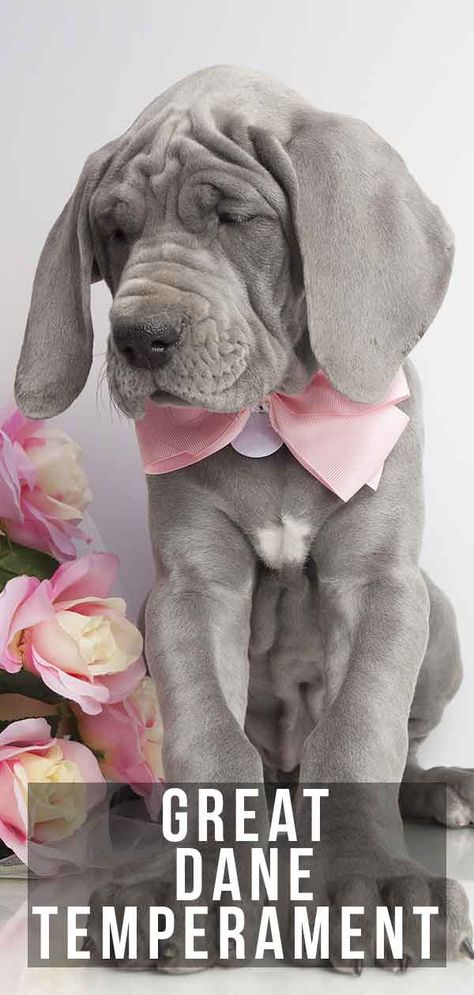 Great Dane Temperament – Are they really gentle giants? Harlequin Great Dane Puppy, Brindle Great Dane, Great Dane Temperament, Great Dane Puppies, Pet Anime, Dane Puppies, The Great Dane, Great Dane Puppy, Names Girl