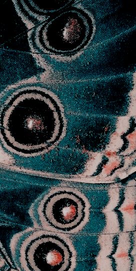 Butterfly Wing Wallpaper, Moth Wallpaper Aesthetic, Butterfly Aesthetic, Wings Wallpaper, Butterfly Art Painting, Album Art Design, Wings Art, Texture Inspiration, Solid Color Backgrounds