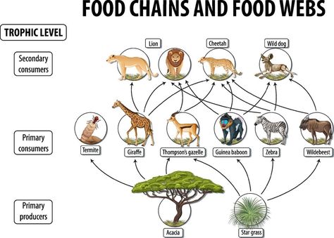 Education poster of biology for food webs and food chains diagram Food Chain Diagram, Food Webs, Trophic Level, Food Chains, Food Web, Food Chain, Wild Dogs, Physical Science, Education Poster