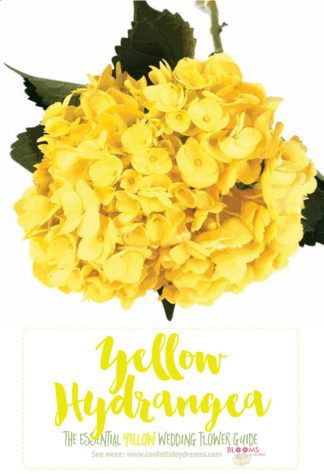 Carnation Wedding Flowers, Types Of Yellow, Light Yellow Flowers, Hydrangea Cottage, Ranunculus Wedding, Yellow Hydrangea, Flower Tips, Yarrow Flower, Wedding Flowers Tulips