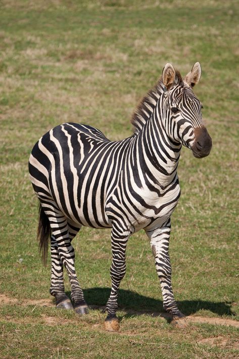 Zebra Photo, Cute Animal Character, Zebra Pictures, Plains Zebra, African Bush Elephant, Zebra Wallpaper, Pet Paintings, Africa Wildlife, Zebra Animal