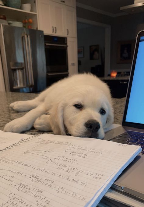 Dog Studying Aesthetic, Dog Studying, Dog In College, Subliminal Messages, Studying Memes, Puppy Time, Mom Goals, Dog School, Golden Puppy